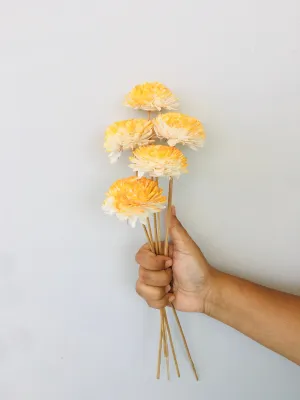 Yellow Ombrey Zinnia Sola Flower | 5pcs